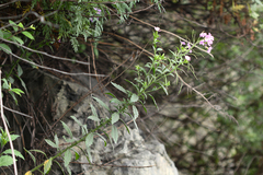 Dontostemon hispidus