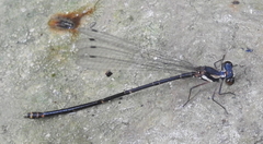 Nososticta impercepta