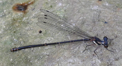Nososticta impercepta