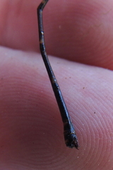 Nososticta impercepta
