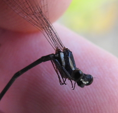 Nososticta impercepta