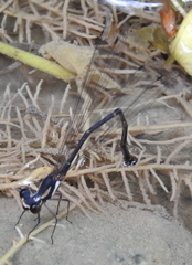 Nososticta impercepta
