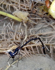 Nososticta impercepta