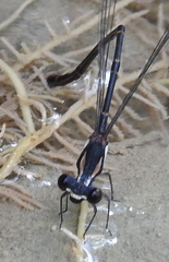 Nososticta impercepta