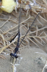 Nososticta impercepta