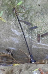 Nososticta impercepta