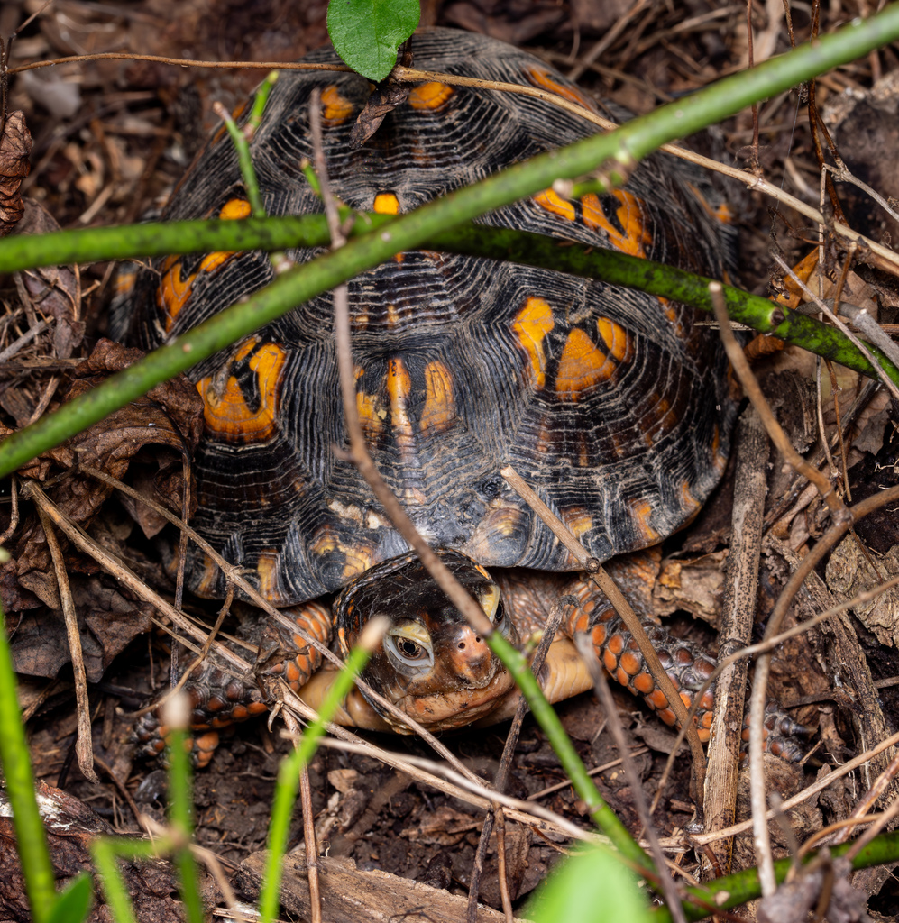 Common Box Turtle In September 2023 By Rjmendez · Inaturalist