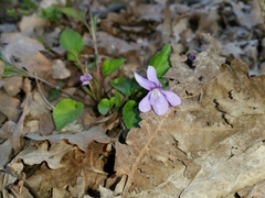 Viola
