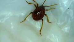 Gibbium aequinoctiale