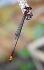 Nososticta impercepta
