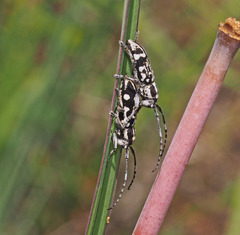 Pterolophia luctuosa