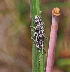 Pterolophia luctuosa
