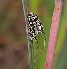 Pterolophia luctuosa