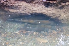 Catostomus occidentalis