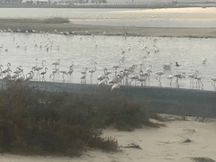 Phoenicopterus roseus