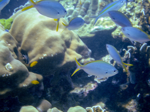 Caesio caerulaurea