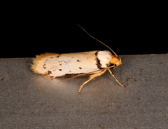 Philobota thiocrossa