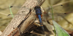 Trithemis festiva