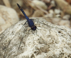 Trithemis festiva