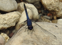 Trithemis festiva