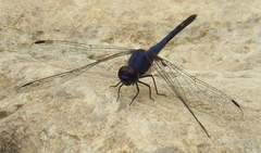 Trithemis festiva