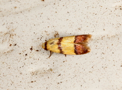 Heteroteucha distephana