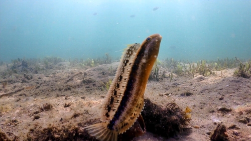 Brown sabretooth blenny (Petroscirtes lupus) — Blenniidae — 3