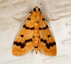 Dichocrocis clytusalis