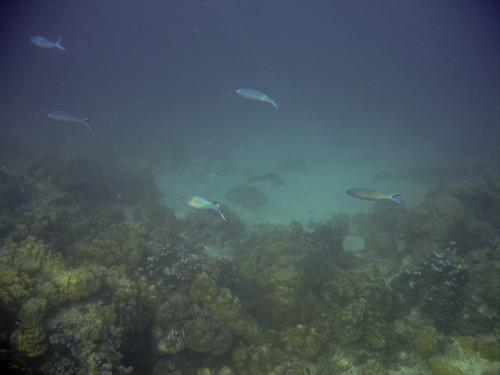Caesio varilineata