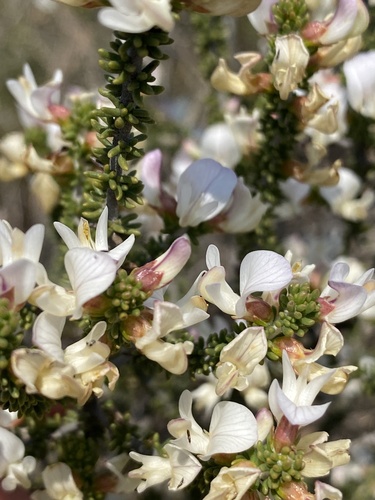 Lilac Capegorse (Aspalathus costulata)