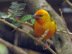 Orange Weaver photo 5