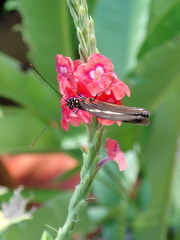 Heliconius doris viridis