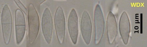 Helotiaceae image