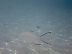 Trachinotus baillonii