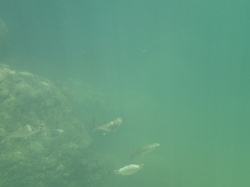 Mugil setosus