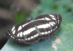 Neptis hylas