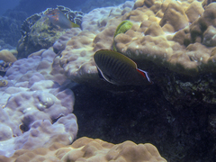 Chaetodon collare