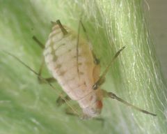 Aphis kurosawai