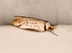 Philobota thiocrossa