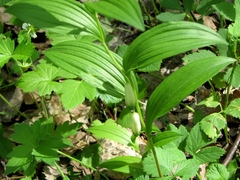 Polygonatum odoratum odoratum