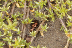 Scopodes