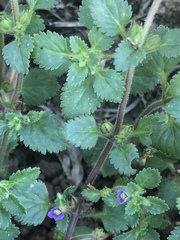 Stemodia verticillata