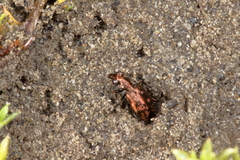 Scopodes