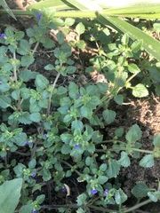 Stemodia verticillata