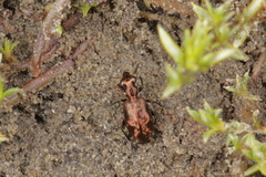 Scopodes