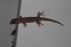 Da Lat Slender Gecko photo 2