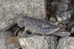 Brachaspis nivalis