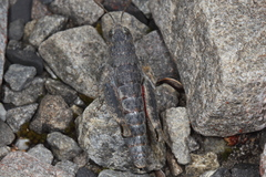 Brachaspis nivalis