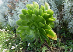 Aeonium undulatum