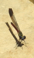 Rhinocypha pagenstecheri timorana